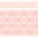 皮膚は最大最強のバリア