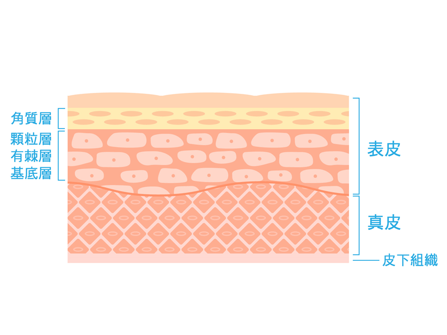 bi 095 02 身体を有害物質の侵入から守る皮膚バリアー。そのしくみとは？