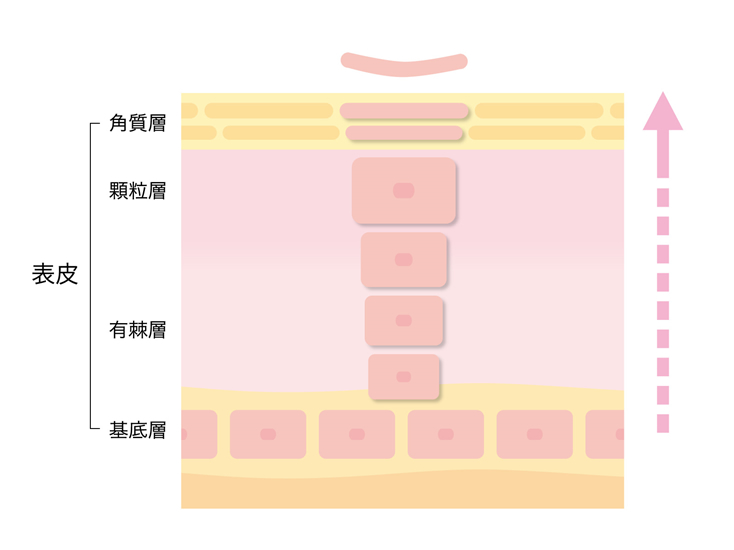 bi 142 02 表皮は死んでる細胞！美しい肌のために、はがして捨てるのが正解！